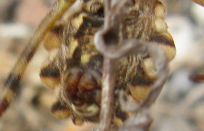 Argiope della Corsica